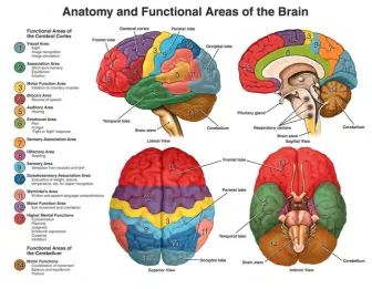Figure 2. 2:Brain and Functional Areas [3] 