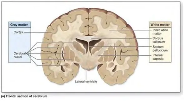 Figure 2. 3: White Matter and Grey Matter of Brain  
