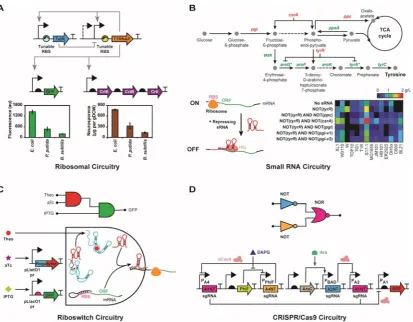 Figure 2. RNA parts can be assembled into multi-layered circuitry. (A) Computational design of tunable RBS sequences allows construction of a mixed feedback loop of orthogonal polymerase (T7RNAP) and repressor (TetR) molecules, enabling gene expression in 