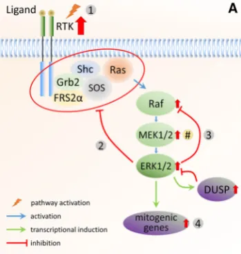 Fig. 2 ERK1/2 MAPK signalling in response to different oncogenicstimuli. a In cells with mutation or ampliﬁcation of upstreamcomponents [e.g., RTKs (1)] and expressing wild-type Raf proteins,negative feedback mechanisms are highly active (2,3) and signiﬁ-c