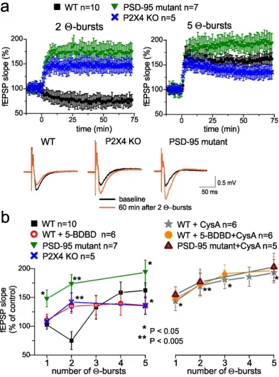Figure 8. experiments indicated. Asterisks (*, **) Indicate the statistical significance of difference with control conditions in the wild-type mice (unpaired t-test)
