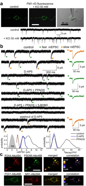 Figure 1. Acutely isolated neurones retain functional synaptic boutons. (a) Whole-cell currents were recorded in the acutely isolated neocortical layer II/III pyramidal neurone simultaneously with staining with synaptic vesicular marker FM1–43