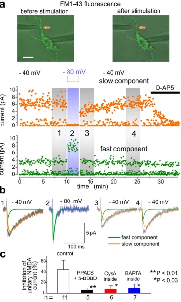 Figure 3. potentials of Inactivation of single-bouton NMDA EPSCs after series of purinergic responses
