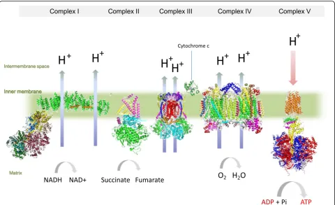 Fig. 1 Mitochondrial electron transport chain (ETC) is composed of four multisubunit respiratory complexes and the carrier proteins that togetherperform mitochondrial respiration