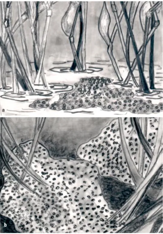 Figure 1. Egg masses of amphibians; (a) a thin raft of eggs (e.g., Green Frog), (b) a globular cluster  of eggs (e.g., Leopard Frog), (c) eggs laid singly or in small clusters (e.g., Chorus Frog), (d) eggs laid 