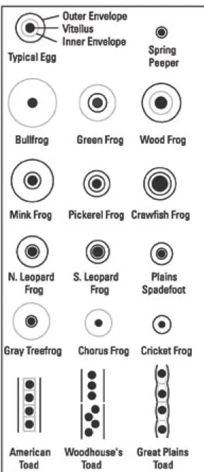 Figure 2a. Frog and toad eggs. Dark lines represent  distinct egg envelope borders, gray lines represent  indistinct borders.