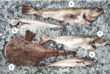 Figure 9.2 a cod, b hake, c haddock, d monkfish, e whiting