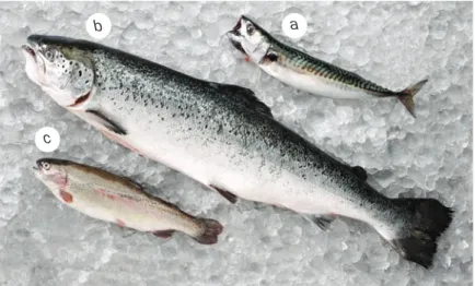 Figure 9.3 a mackerel, b salmon, c trout 