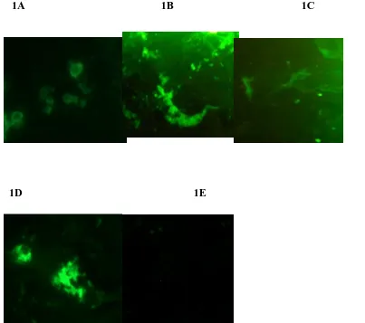 Figure 1A, 1B, 1C and 1D - Fluorescence indicates the binding of mAbs to the Dengue NS1 