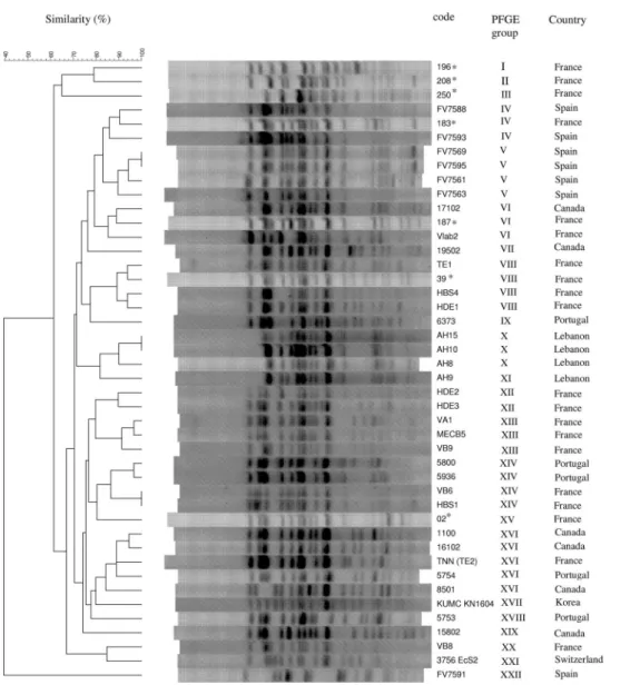 FIG. 1. XbaI PFGE dendrogram of 43 Escherichia coli ST131 isolates and a Spanish ST648 strain