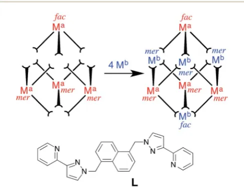 Fig. 1Example of stepwise preparation of heterometallic cages from(Ma mixture of kinetically inert units [(Ma)L3]2+ and additional labile ionsb)2+ in a 4 : 4 stoichiometry (from ref