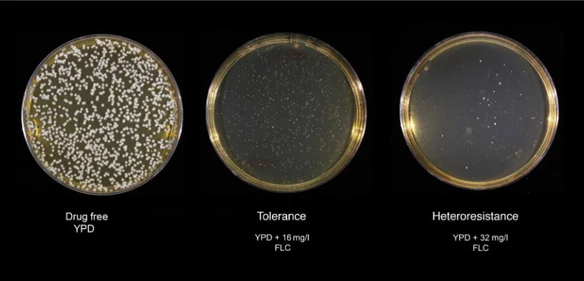 Figure 2. Phenotypes of tolerance and heteroresistance. Cnsmaller and more translucent at 16 mg/l