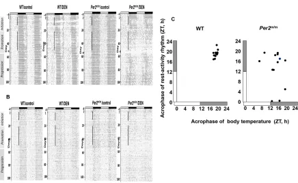 Figure 5: Examples of circadian physiology records in mice according to Per2 loss-of-function and DEN exposure for 50 days (initiation and promotion stages)