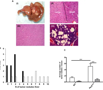 Figure 7: DEN-induced liver alterations according to Per2 loss-of-function found on day 178