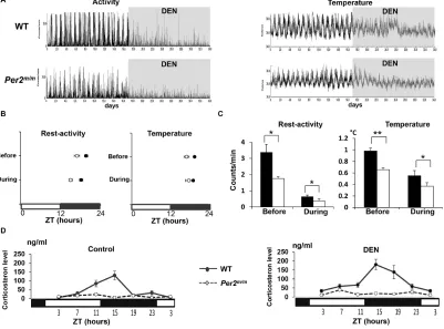 Figure 3: DEN effects during initiation phase on circadian rhythms in rest-activity, body temperature and corticosterone rhythms according to Per2 mutation during early carcinogenesis