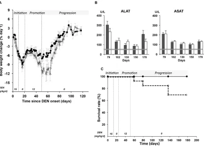 Figure 4: Systemic toxicity of DEN according to Per2 loss-of-function in the initiation, promotion and progression stages