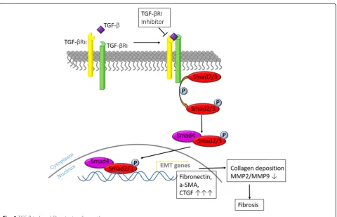 Fig. 6 TGF-β-induced fibrosis signaling pathway