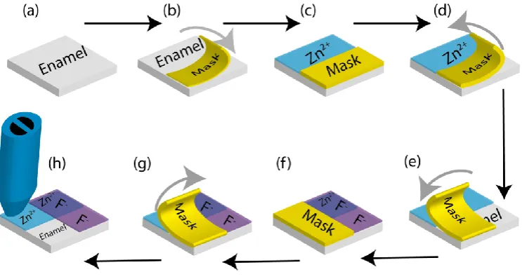 Fig 1: Representation of the localized treatments applied to an enamel block: a) Enamel block polished before any treatment applied; b) Half the sample masked off with polyester tape; c) Zn2+ treatment applied to sample; d) Polyester mask removed; e) Mask 