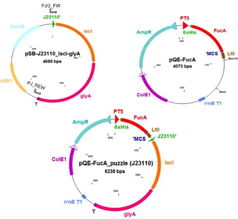 Fig. 
   4 
   Strategy 
   for 
   pQE-­‐FucA_puzzle 
   (J23110) 
   construction. 
   A) 
   PCR 
   amplification 
   lacI-­‐glyA 
  cassette 
  using 
  plasmid 
  SB1C3-­‐J23110 
  as 
  template 
  and 
  the 
  primers 
  PJ/2_FW 
  and 
  PJ-­‐REW