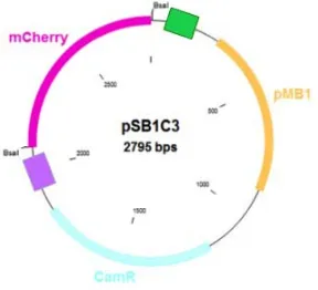 Fig. 
  7 
  pSB1C3 
  vector 
  with 
  the 
  2 
  BsaI 
  restriction 
  sites. 
  In 
  pink 
  the 
  mCherry 
  gene, 
  in 
  yellow 
  the 
  replication 
  origin 
  (pMB1) 
  and 
  in 
  light 
  blue 
  the 
  chloramphenicol 
  resistance 
  gene 
  (CamR 
  ).
