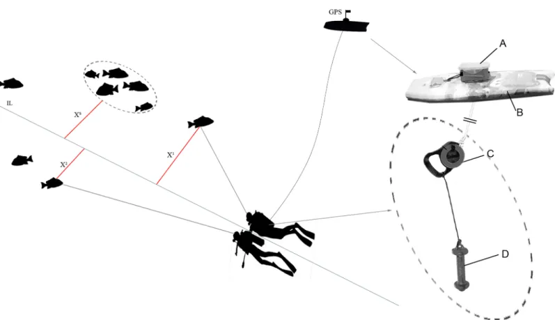 Fig 2. Scheme of the count method using the Distance Sampling method. IL = imaginary line
