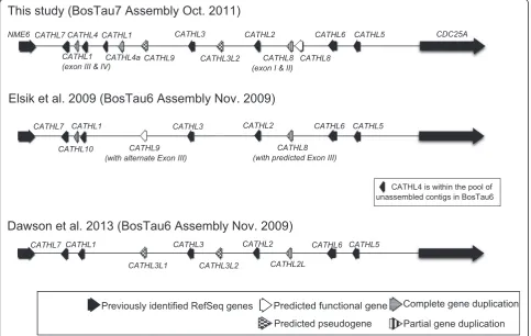 Figure 2 Genomic organisation of the bovine cathelicidin gene cluster on bovine chromosome 22 (BTA22)