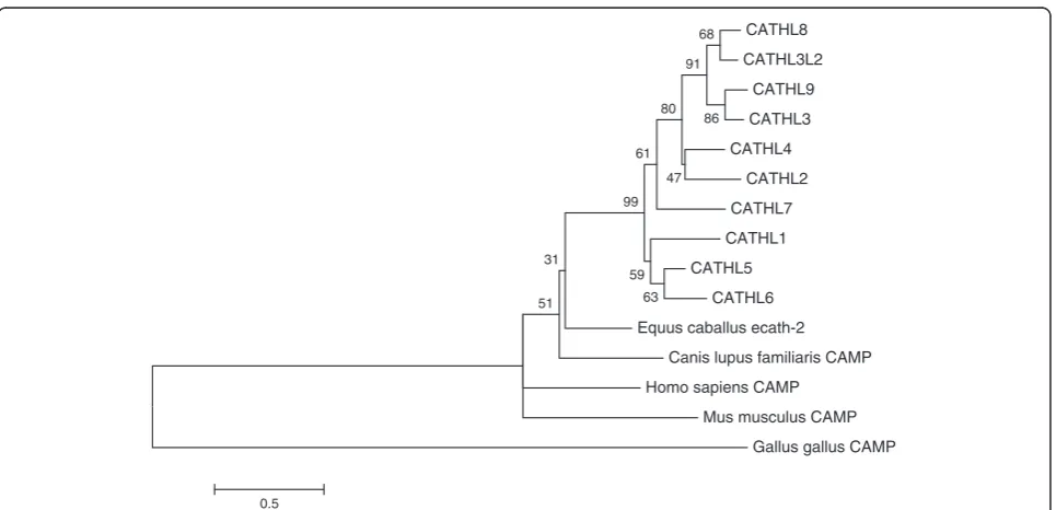 Figure 5 Phylogram indicating evolutionary relationship between the bovine cathelicidin genes