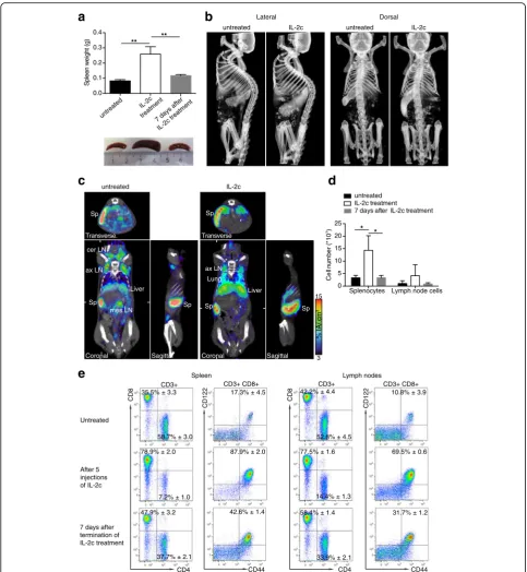 Fig. 7 Non-invasive visualization of transient splenomegaly caused by massive, transient expansion of CD122+ lymphocytes.photographs of representative spleens from untreated mice, mice after a 5-day-long treatment with IL-2c, and 7 days after the last IL-2