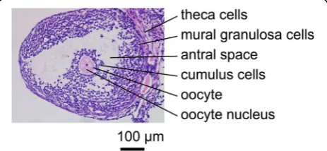 Fig. 1 Histologic section of a murine ovary, showing structures andcell types in the follicle