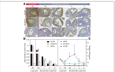 Fig. 3 Gonadotropin control of M-CSF, M-CSF-R and NPR2 expression in ovaries in vivo.slides