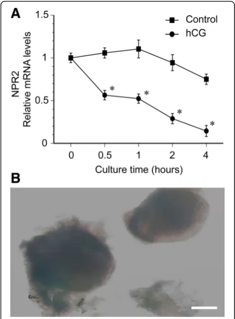 Fig. 4 Effect of hCG on NPR2 mRNA expression in POFs. a The kineticsof hCG-induced NPR2 mRNA levels in POFs