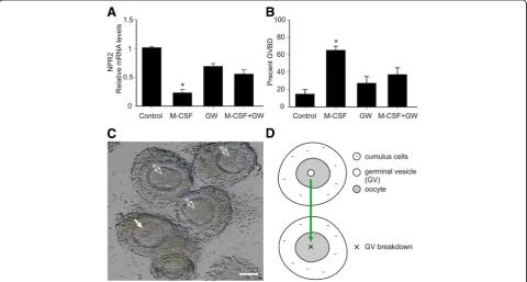 Fig. 5 Effect of M-CSF on NPR2 mRNA expression and oocyte maturation. COCs isolated from eCG-stimulated mice were cultured in MEM-α in thepresence of 30 nM NPPC (control), to which was added 200 ng/ml M-CSF and/or 1 μmol/L GW2580 for 2 h
