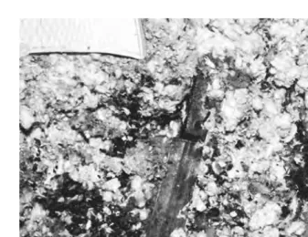 FIGURE 2.  Knife used in the Walsh murder; found on the couch where one of the ﬁres wasstarted.