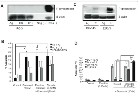 Figure 2 P-gp expression levels in the Doctaxel resistant cell lines(0.25blotting. P-Gp was weakly expressed in the DU-145 R and strongly expressed in the 22RV1 R sublines