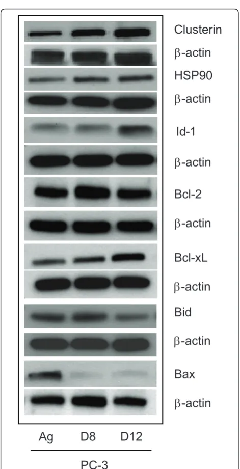 Figure 6 NF-�B transcriptional activity and Baseline NFkBsubunit activity. A. PC-3 Ag and PC-3 D12 cells were plated at100,000/per well and grown for 24 hours