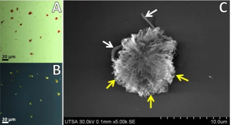 Figure 1. Imaging of APC through polarized light microscopy and UHR FE-SEM. APC were stained with Congo red and analyzed under polarized light for characteristic green birefringence of amyloid protein aggregates