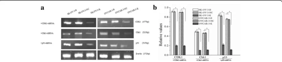 Fig. 2 Effects of CDK1 knockdown on the expressions of G2/M checkpoint related signaling proteins in ovarian cancer cells measured by westernblot (B: Blank, NC: Negative Control, K: Knockdown)