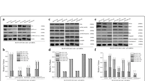 Fig. 8 Effects of CHK1 or p53 knockdown on cell numbers in G2/M phase and cell apoptosis detected by FCM assay