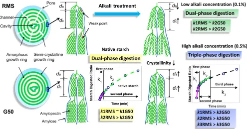 Fig. 6 Schematic representation for the differences of starch digestion processes of native and alkali-
