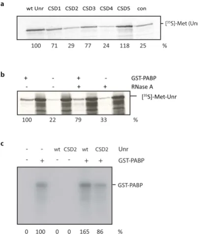 Figure 2. GST-PABP1, or with GST as a negative control (con). Unr pull down was quantiautoradiograph, normalised against inputs; the values are shown beneath the autoradiograph, relative to wt Unr binding to GST-PABP1