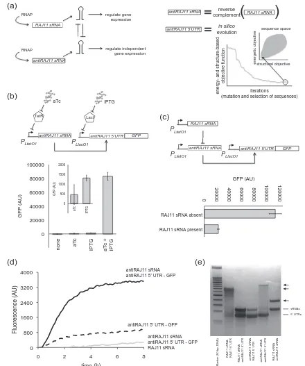 Fig. 1. Design and characterization of a riboregulator as the negative-sense strand of the riboregulator RAJ11