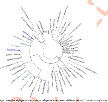 Fig 3. Molecular phylogenetic analysis of Ae. albopictus by maximum likelihood method