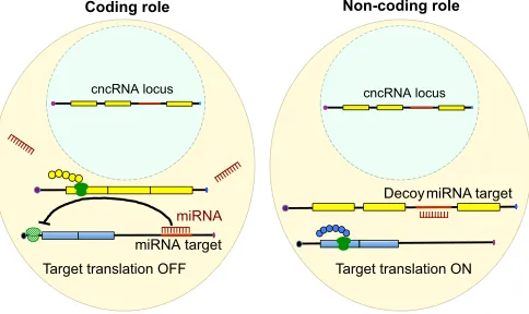 Fig. 1. cncRNAs as decoys. Some cncRNAs can function in a both codingrole (left), being translated into protein (yellow chain) and having no effect ontarget genes, and a non-coding manner (right), by base pairing with and henceacting as decoys for small re
