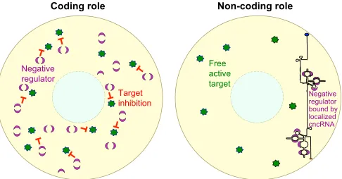 Fig. 2. cncRNAs as regulatory RNAs. Complementary sequence elements incncRNAs can bind directly to other mRNAs and control their expression
