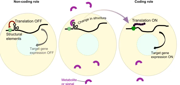 Fig. 4. cncRNAs as scaffolds. Structural elements in cncRNAs can act asscaffolds that carry ribonucleoprotein (RNP) complexes
