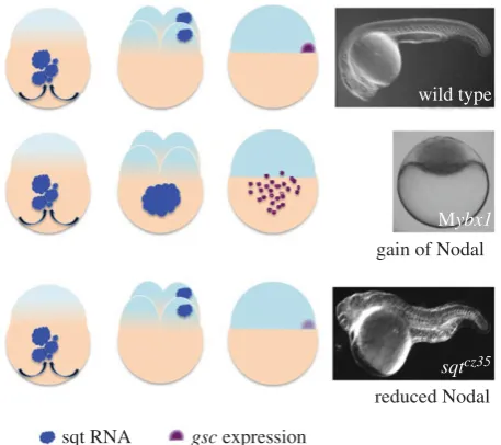 Figure 3. Schematic of zebrafish ybx1 and sqt/nodal mutant phenotypes. Inexpanded yolk syncytial layer (YSL)