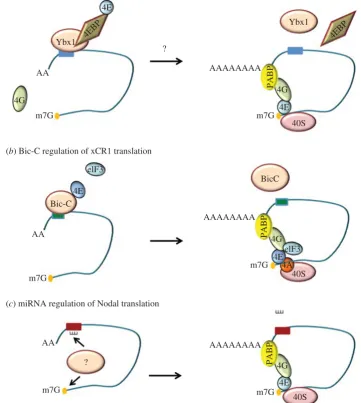 Figure 4. Model of translational repression of Nodal pathway components. (a) In early zebrafish embryos, Ybx1 represses squint/nodal translation by binding to thetranslation pre-initiation complex proteins and the squint DLE (solid blue box)
