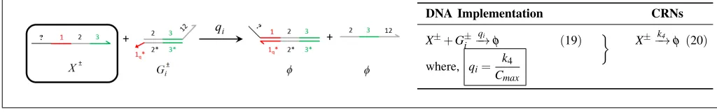 Fig. 7: Catalysis reaction Xreleasesin Fig. 5 but, the nucleotide composition of product species vary depending on the composition of auxiliary species involvedwith reaction index± → X± +Y ±