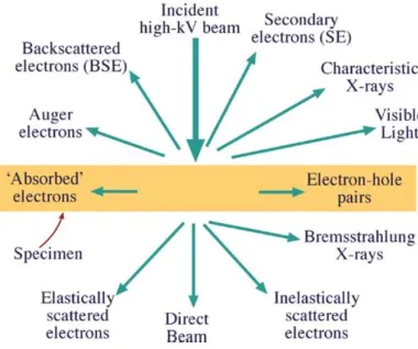 Figure 2-1 Schematic of the different signals generated when a high intensity electron beam interacts with a sample