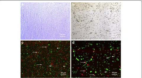 Fig. 4 Comparison between laboratory and commercial protocol for ovarian tissue dissociation